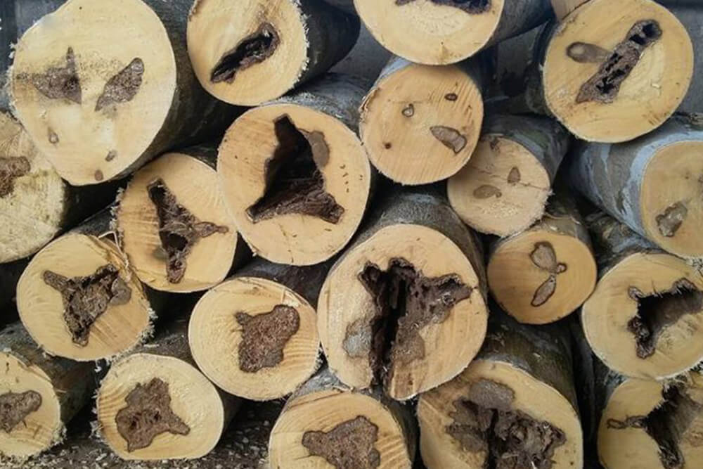 Sự hình thành của gỗ trầm hương trên thân cây Dó