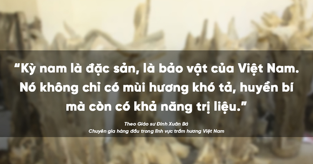 Đánh giá về kỳ nam của Theo Giáo sư Đinh Xuân Bá - chuyên gia hàng đầu trong lĩnh vực trầm hương Việt Nam